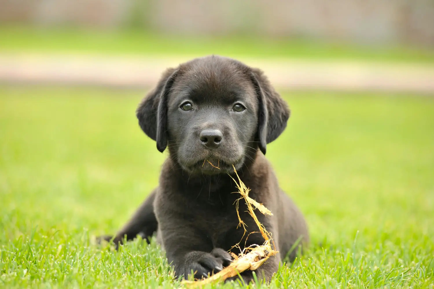 Einen Labrador Welpen zu kaufen, bedeutet Verantwortung zu übernehmen! Labrador Welpen kaufen.