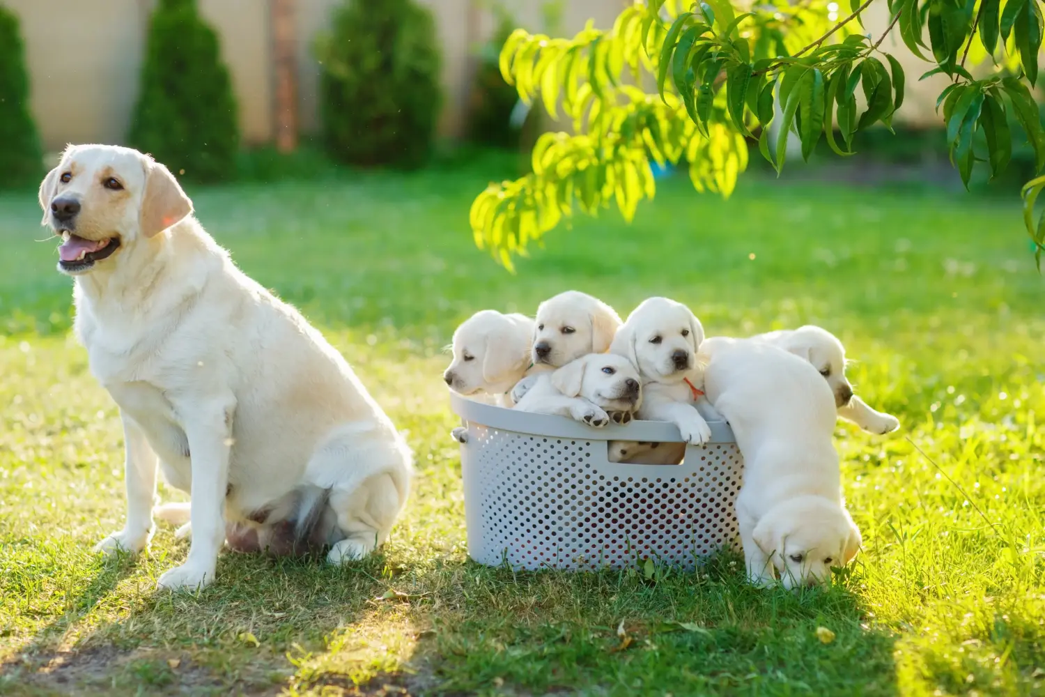 Einen Labrador Welpen zu kaufen, bedeutet Verantwortung zu übernehmen! Labrador Welpen kaufen.
