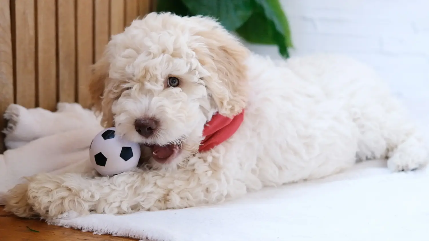 Einen Lagotto Romagnolo Welpen zu kaufen, bedeutet Verantwortung zu übernehmen! Lagotto Romagnolo Welpen kaufen.