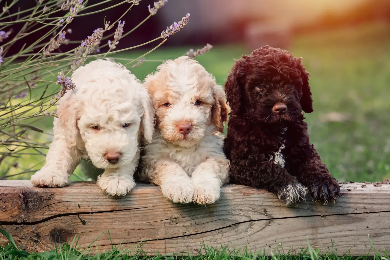Einen Lagotto Romagnolo Welpen zu kaufen, bedeutet Verantwortung zu übernehmen! Lagotto Romagnolo Welpen kaufen.