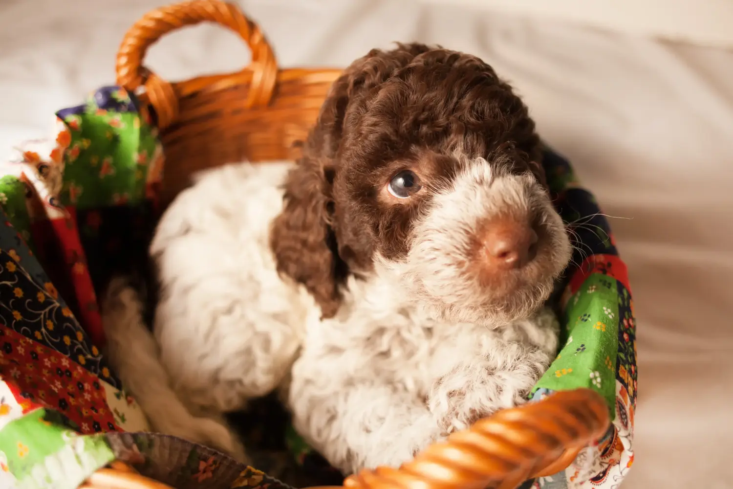 Einen Lagotto Romagnolo Welpen zu kaufen, bedeutet Verantwortung zu übernehmen! Lagotto Romagnolo Welpen kaufen.