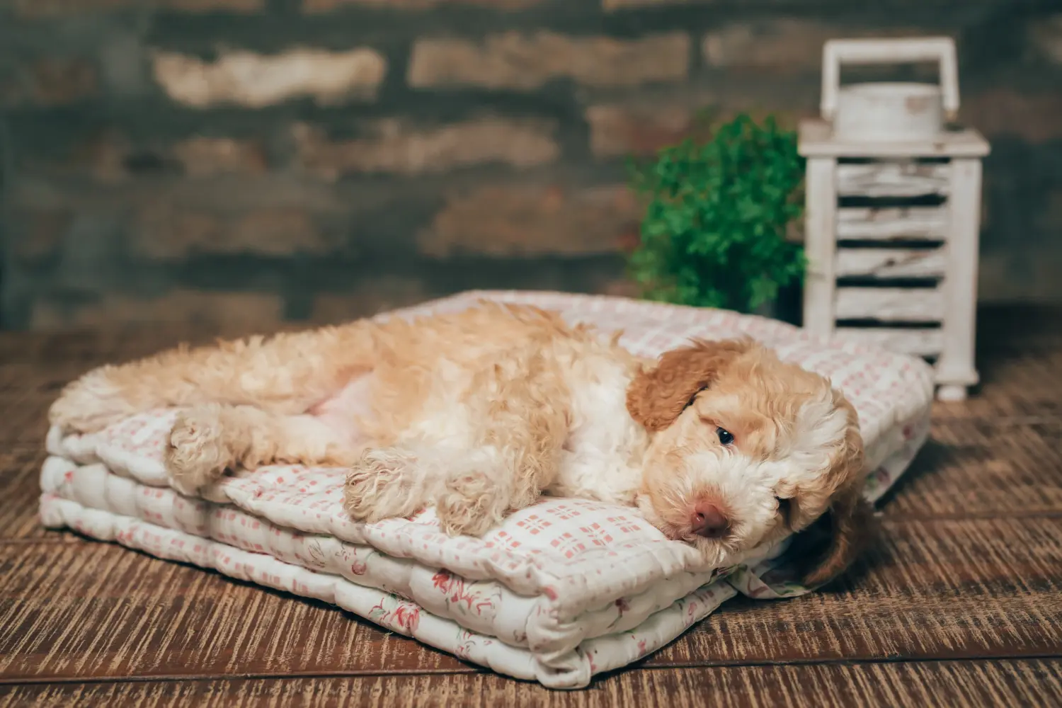 Einen Lagotto Romagnolo Welpen zu kaufen, bedeutet Verantwortung zu übernehmen! Lagotto Romagnolo Welpen kaufen.