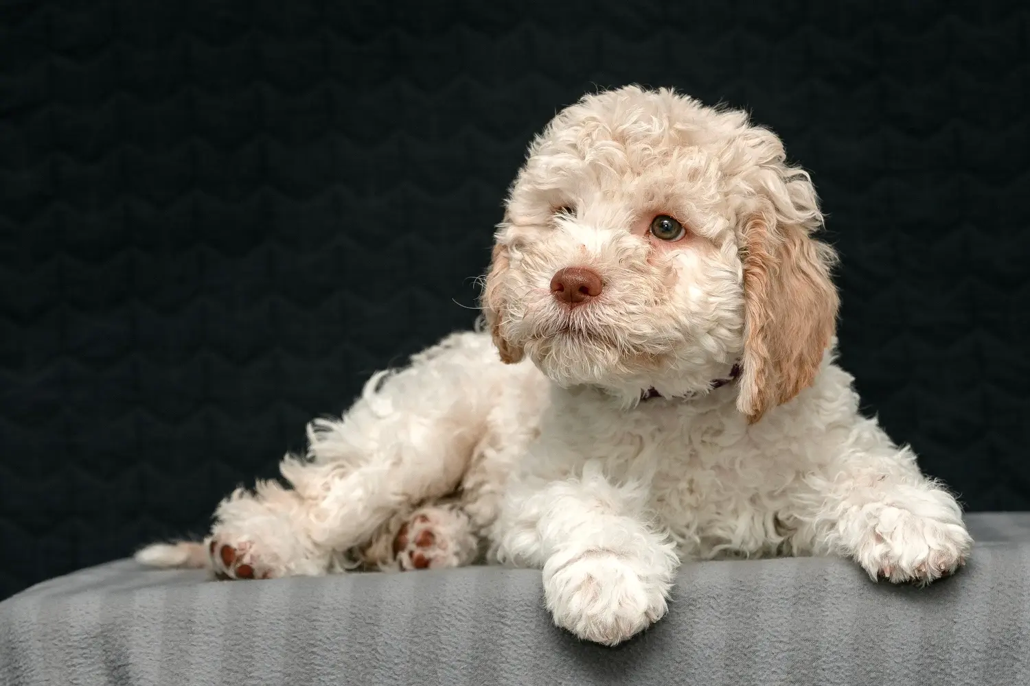 Einen Lagotto Romagnolo Welpen zu kaufen, bedeutet Verantwortung zu übernehmen! Lagotto Romagnolo Welpen kaufen.