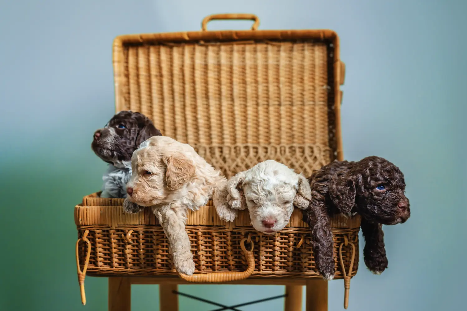 Einen Lagotto Romagnolo Welpen zu kaufen, bedeutet Verantwortung zu übernehmen! Lagotto Romagnolo Welpen kaufen.