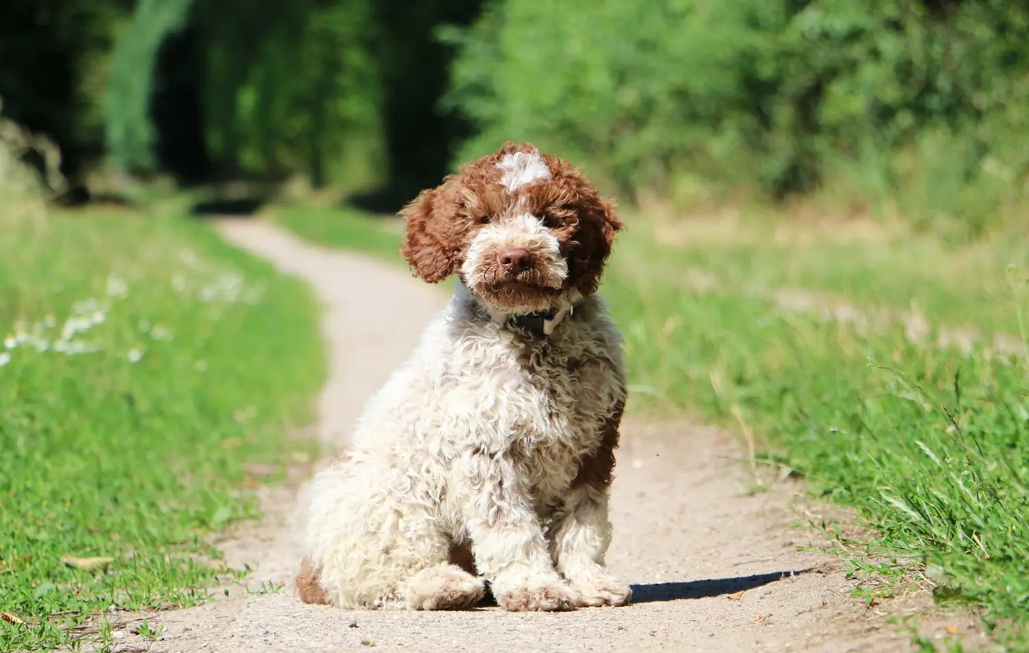 Einen Lagotto Romagnolo Welpen zu kaufen, bedeutet Verantwortung zu übernehmen! Lagotto Romagnolo Welpen kaufen.