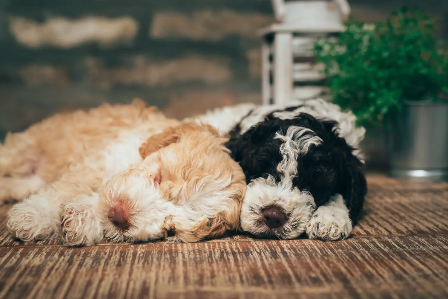 Einen Lagotto Romagnolo Welpen zu kaufen, bedeutet Verantwortung zu übernehmen! Lagotto Romagnolo Welpen kaufen.
