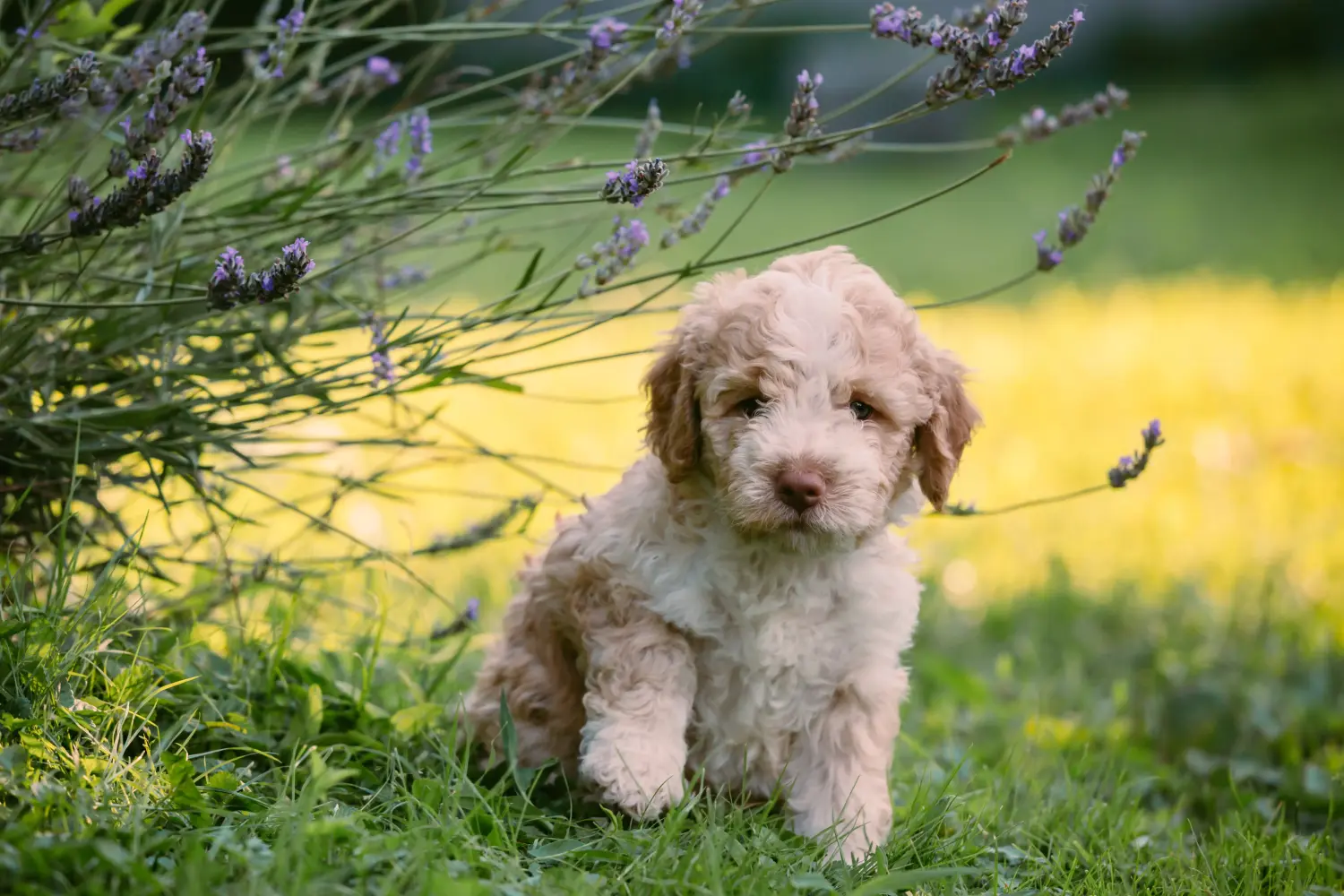 Einen Lagotto Romagnolo Welpen zu kaufen, bedeutet Verantwortung zu übernehmen! Lagotto Romagnolo Welpen kaufen.