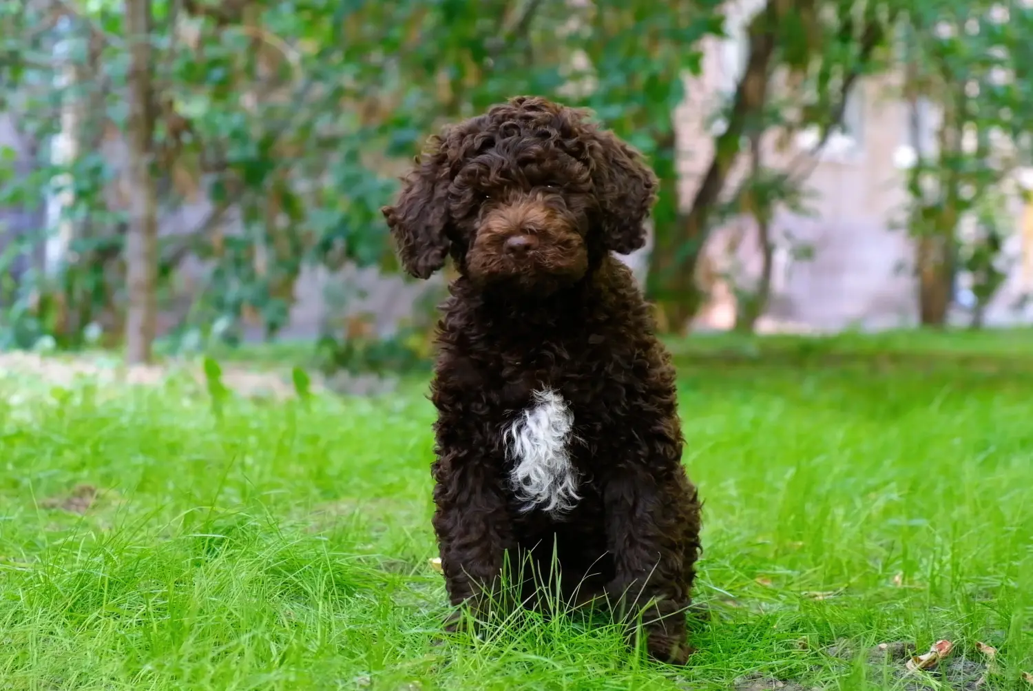 Einen Lagotto Romagnolo Welpen zu kaufen, bedeutet Verantwortung zu übernehmen! Lagotto Romagnolo Welpen kaufen.