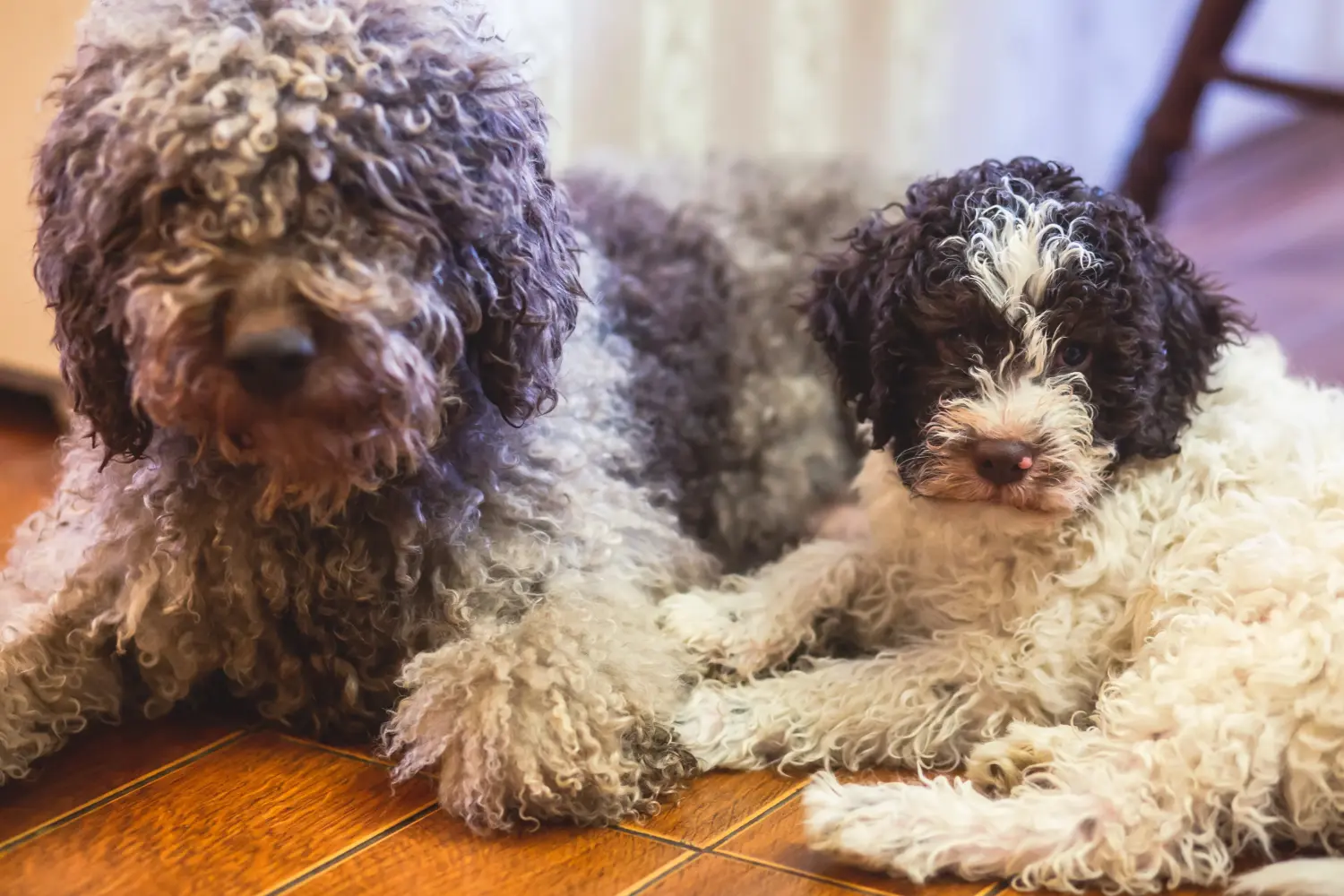 Einen Lagotto Romagnolo Welpen zu kaufen, bedeutet Verantwortung zu übernehmen! Lagotto Romagnolo Welpen kaufen.