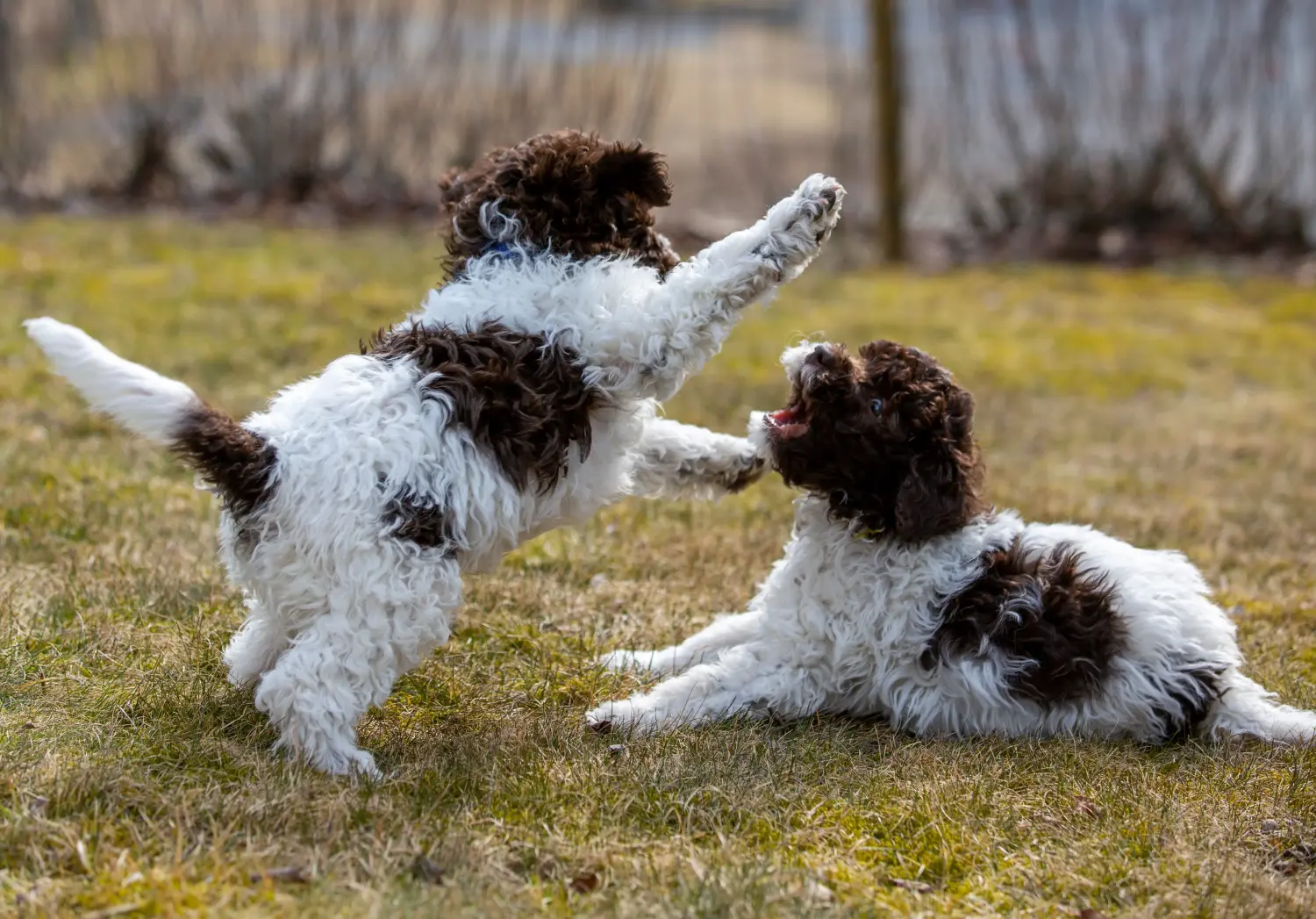Einen Lagotto Romagnolo Welpen zu kaufen, bedeutet Verantwortung zu übernehmen! Lagotto Romagnolo Welpen kaufen.