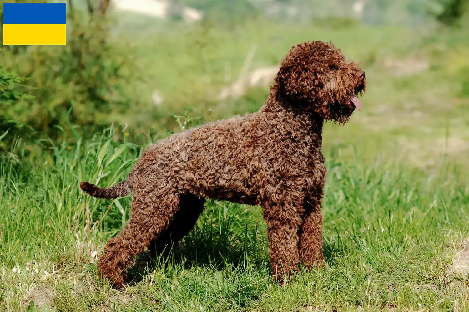 Lagotto Romagnolo Welpen und Züchter Ukraine Hier findest Du Lagotto Romagnolos Züchter in der Ukraine.