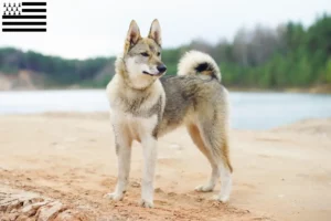 Mehr über den Artikel erfahren Laika Züchter und Welpen in der Bretagne