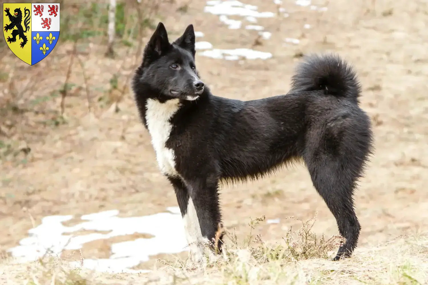 Laika Welpen und Züchter Hauts-de-France Hier findest Du Laikas Züchter in Hauts-de-France.