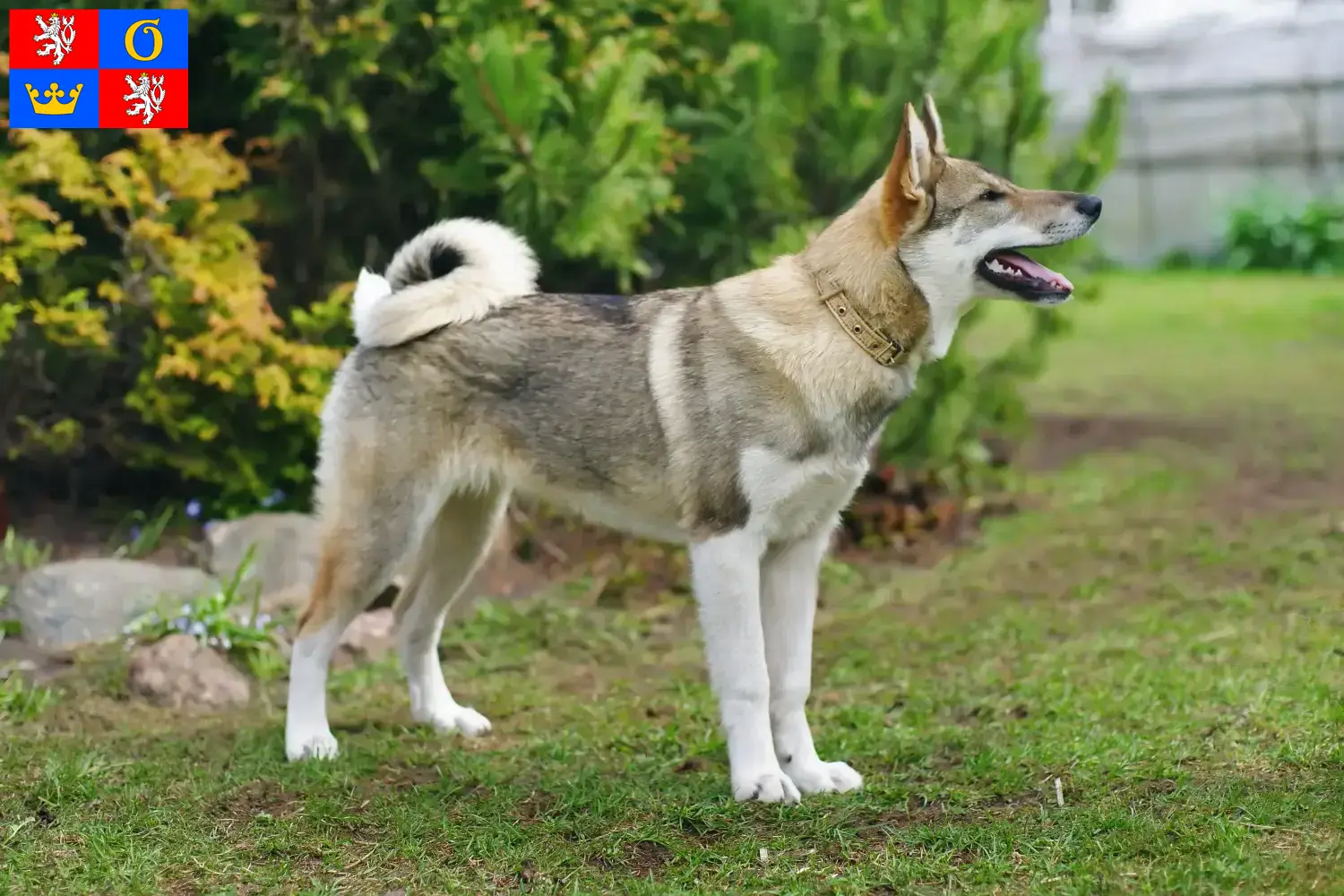 Laika Welpen und Züchter Hradec Králové Hier findest Du Laikas Züchter in Hradec Králové.