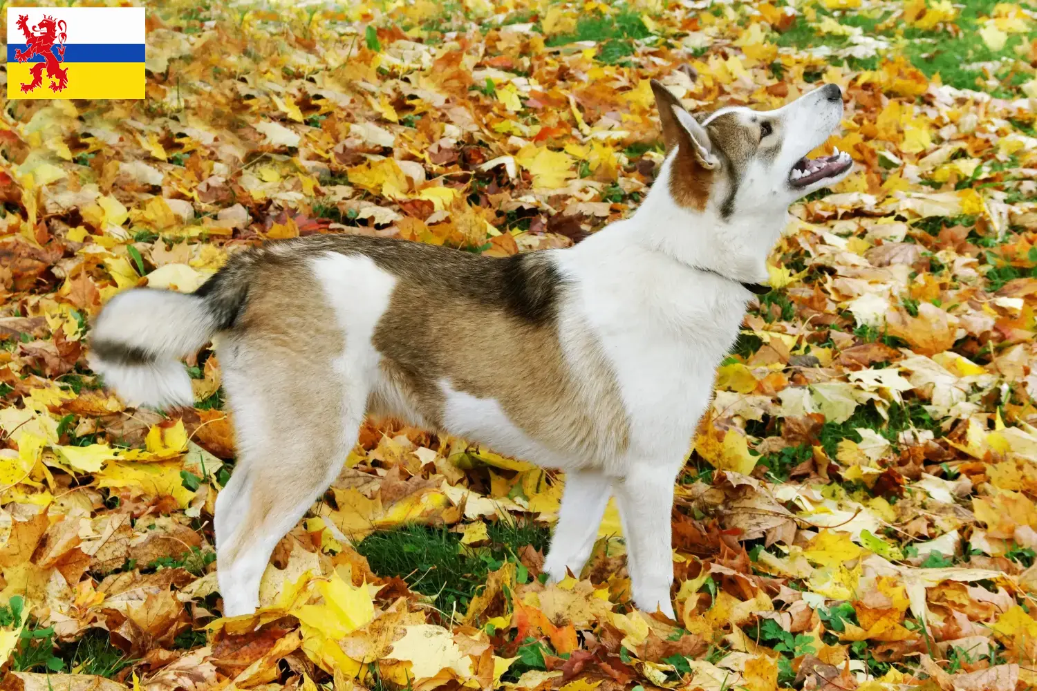 Laika Welpen und Züchter Limburg Hier findest Du Laikas Züchter in Limburg.