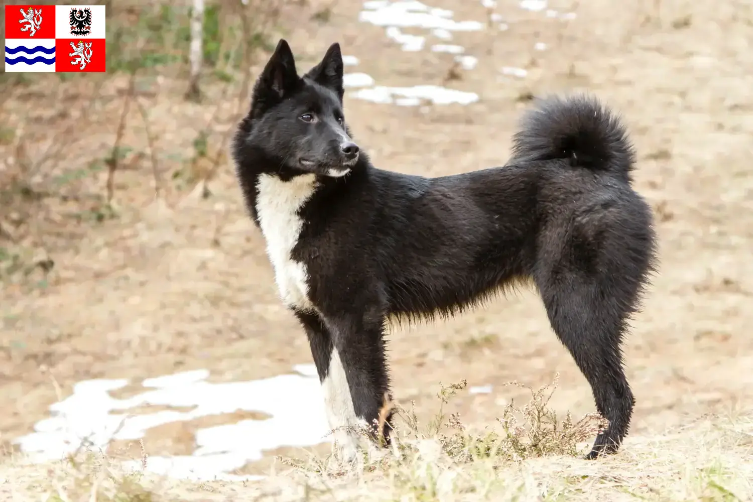 Laika Welpen und Züchter Mittelböhmen Hier findest Du Laikas Züchter in Mittelböhmen.