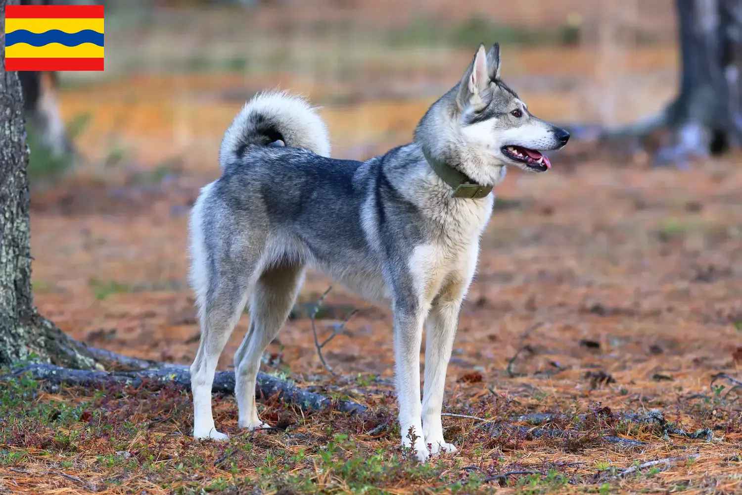 Laika Welpen und Züchter Overijssel Hier findest Du Laikas Züchter in Overijssel.