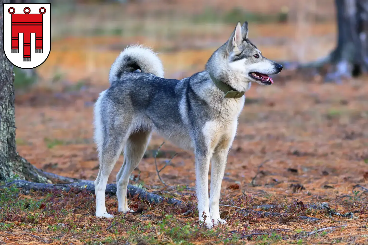 Laika Welpen und Züchter Vorarlberg Hier findest Du Laikas Züchter in Vorarlberg.