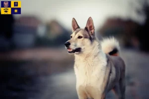 Mehr über den Artikel erfahren Laika Züchter und Welpen in Zlín
