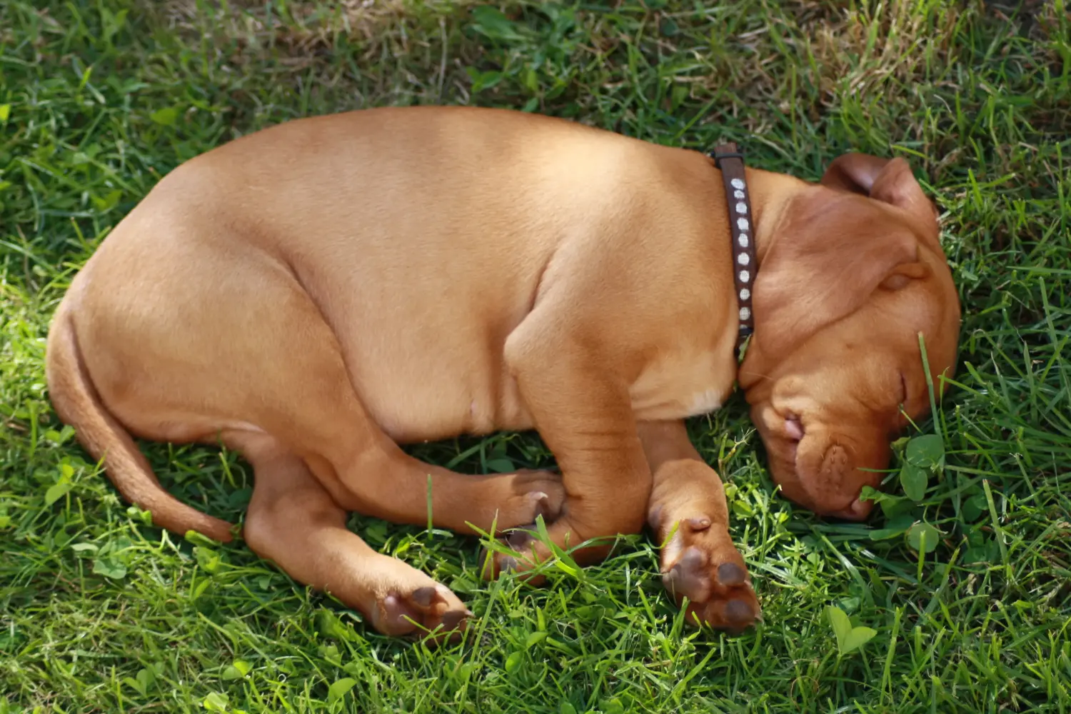 Einen Magyar Vizsla Welpen zu kaufen, bedeutet Verantwortung zu übernehmen! Magyar Vizsla Welpen kaufen.