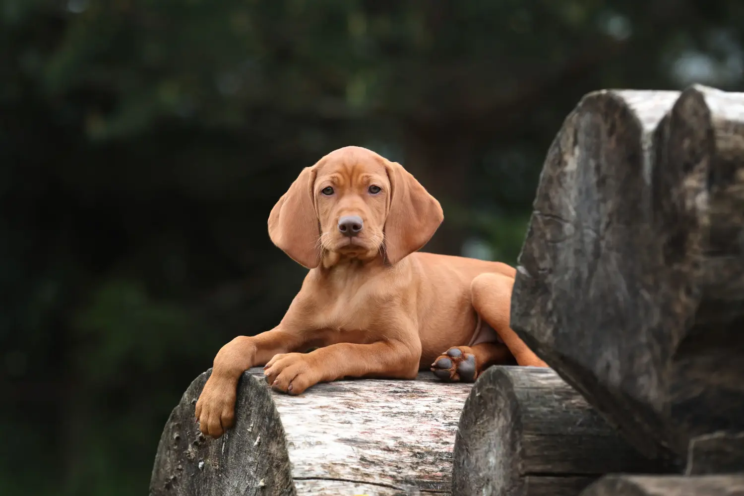 Einen Magyar Vizsla Welpen zu kaufen, bedeutet Verantwortung zu übernehmen! Magyar Vizsla Welpen kaufen.