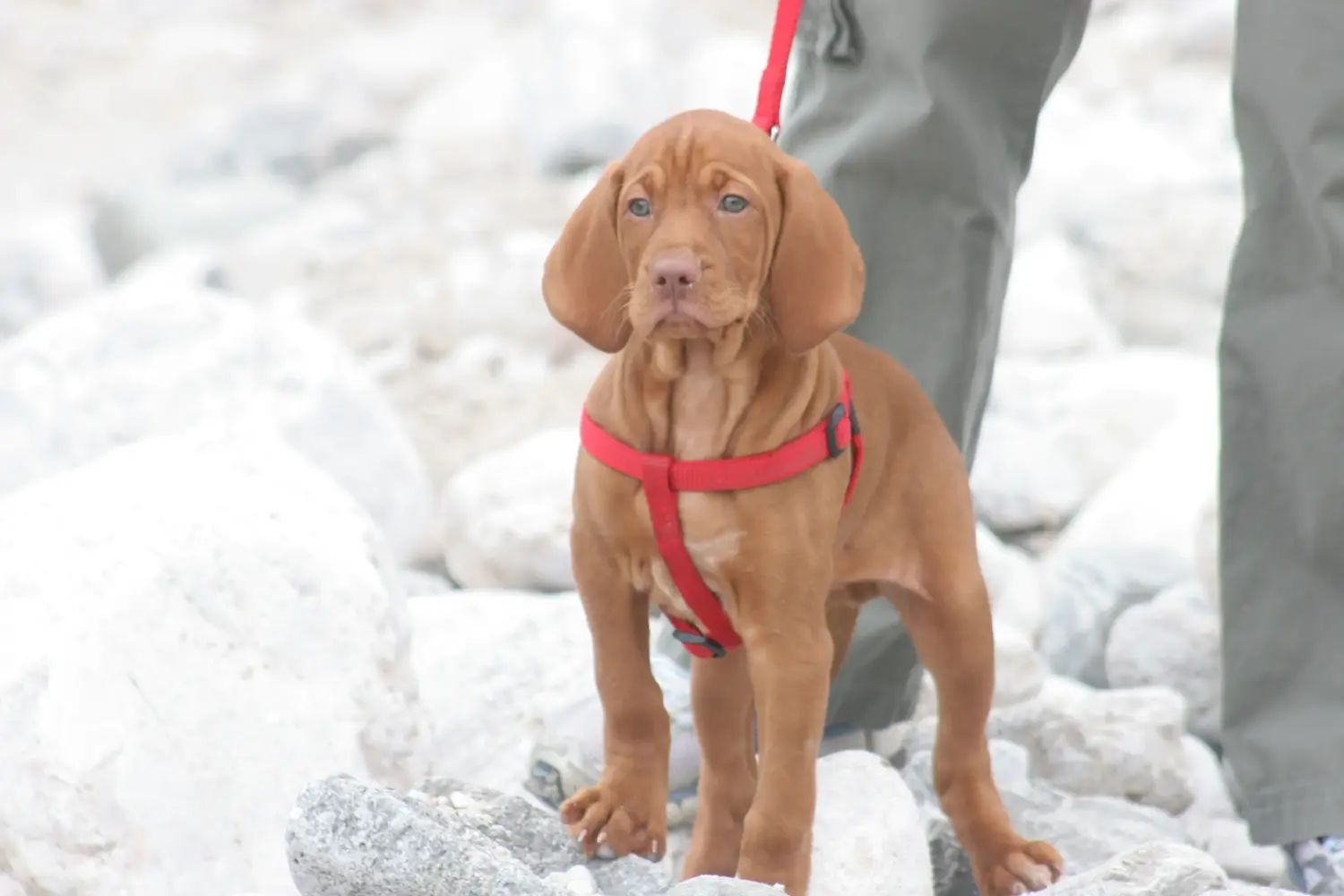 Einen Magyar Vizsla Welpen zu kaufen, bedeutet Verantwortung zu übernehmen! Magyar Vizsla Welpen kaufen.