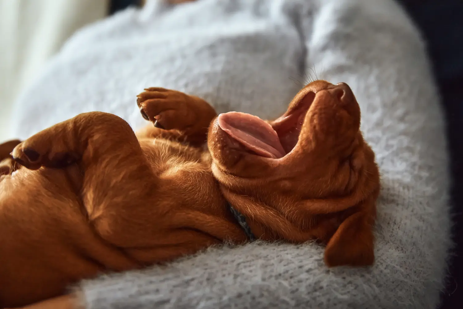 Einen Magyar Vizsla Welpen zu kaufen, bedeutet Verantwortung zu übernehmen! Magyar Vizsla Welpen kaufen.