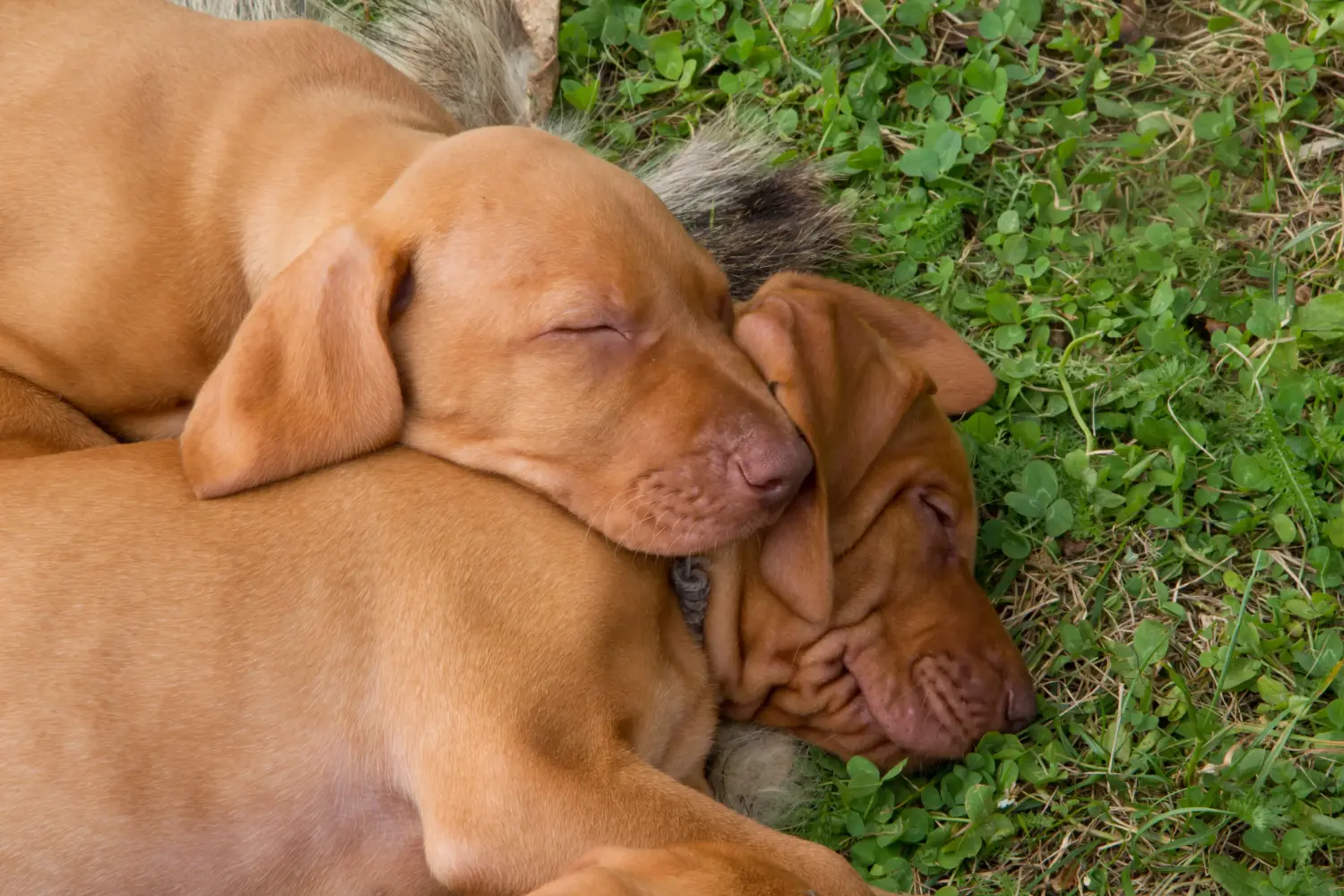 Einen Magyar Vizsla Welpen zu kaufen, bedeutet Verantwortung zu übernehmen! Magyar Vizsla Welpen kaufen.