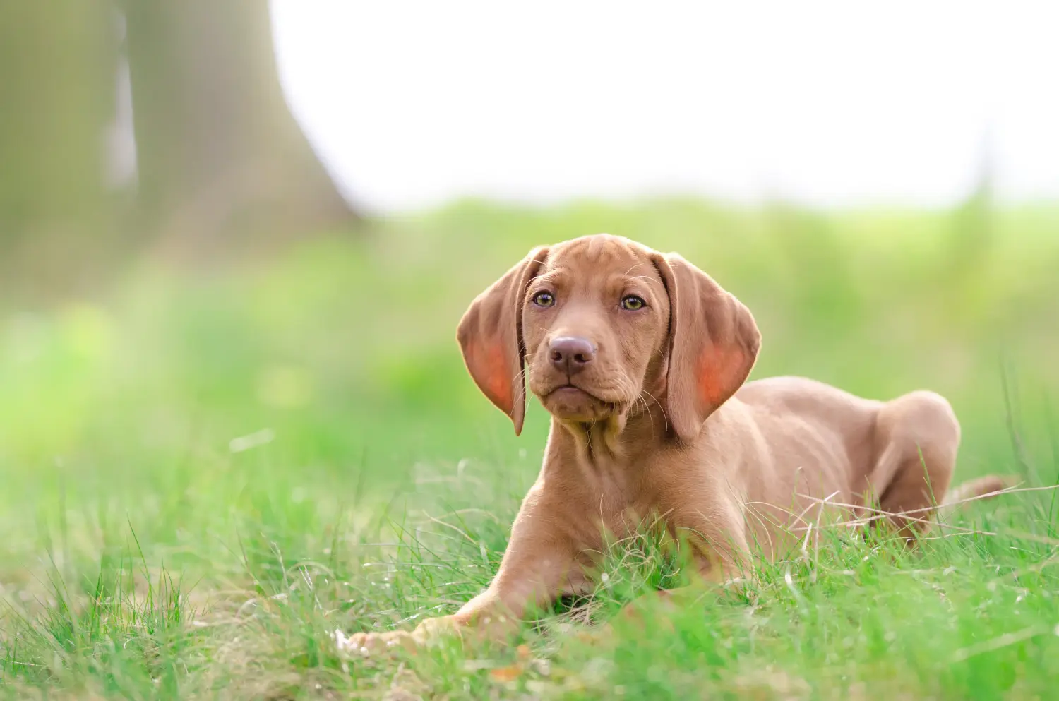 Einen Magyar Vizsla Welpen zu kaufen, bedeutet Verantwortung zu übernehmen! Magyar Vizsla Welpen kaufen.