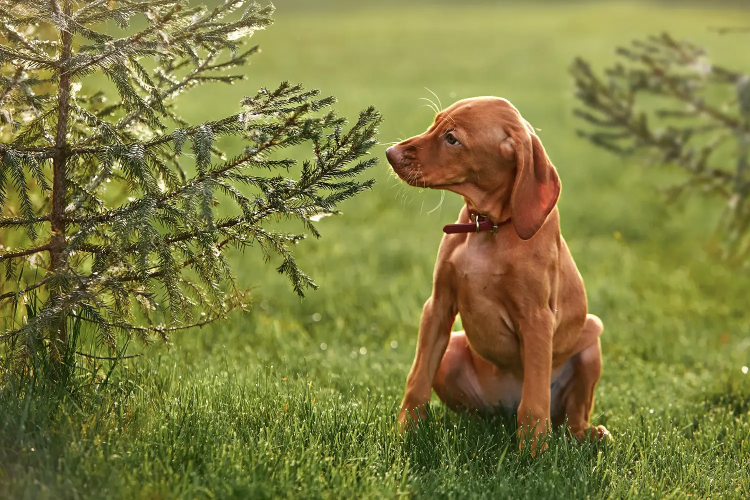 Einen Magyar Vizsla Welpen zu kaufen, bedeutet Verantwortung zu übernehmen! Magyar Vizsla Welpen kaufen.