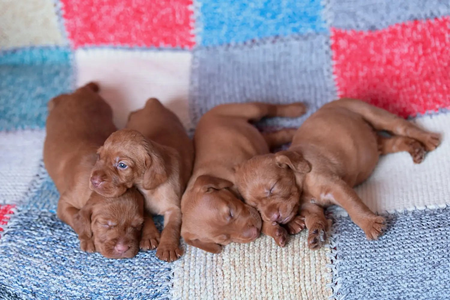 Einen Magyar Vizsla Welpen zu kaufen, bedeutet Verantwortung zu übernehmen! Magyar Vizsla Welpen kaufen.