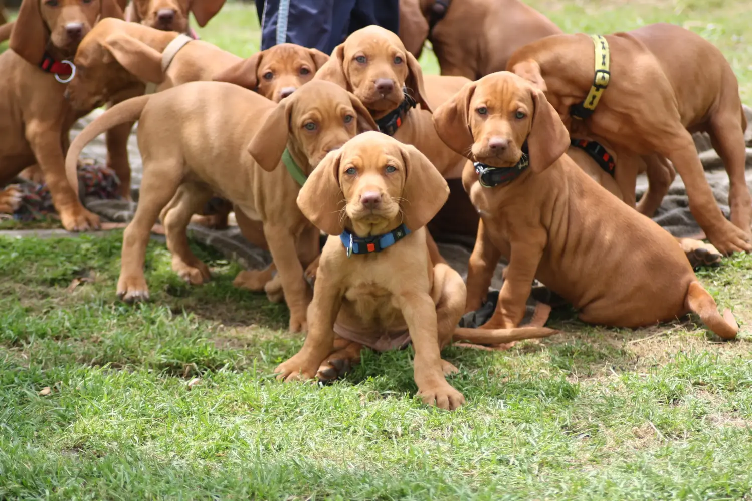 Einen Magyar Vizsla Welpen zu kaufen, bedeutet Verantwortung zu übernehmen! Magyar Vizsla Welpen kaufen.
