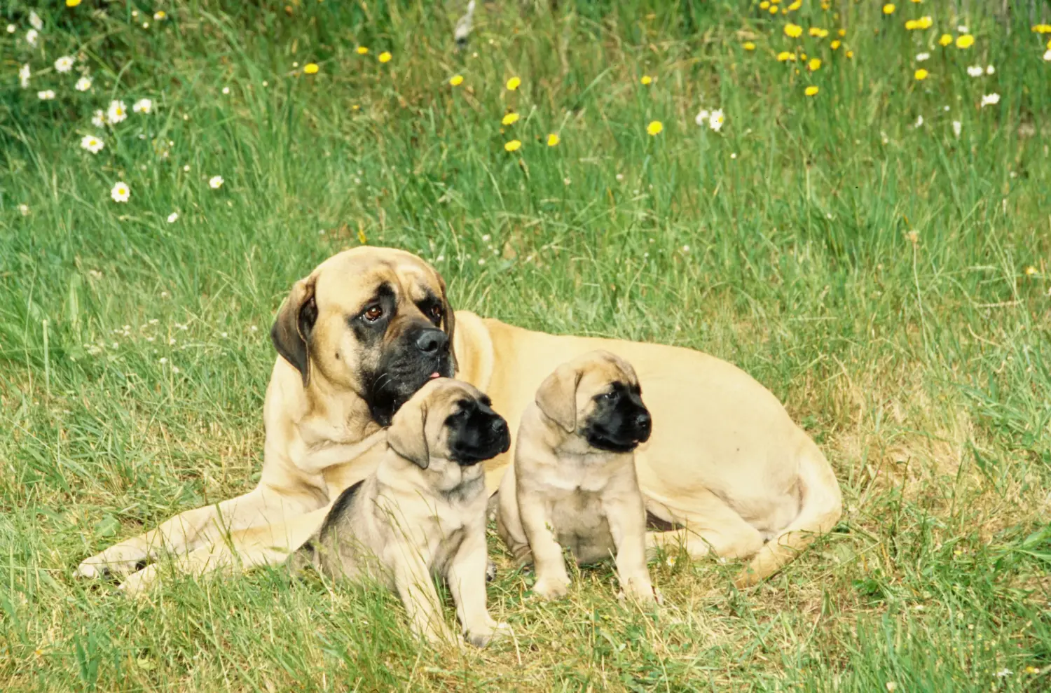 Einen Mastiff Welpen zu kaufen, bedeutet Verantwortung zu übernehmen! Mastiff Welpen kaufen.