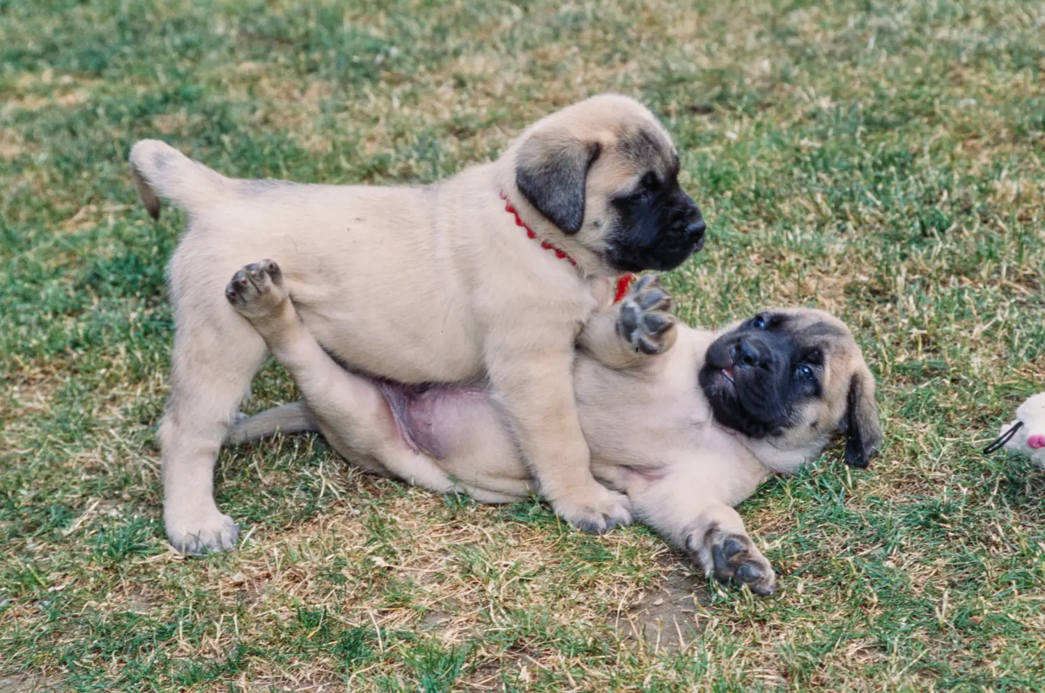 Einen Mastiff Welpen zu kaufen, bedeutet Verantwortung zu übernehmen! Mastiff Welpen kaufen.