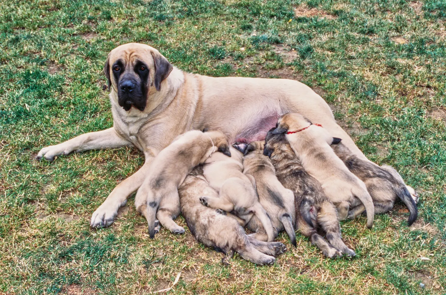 Einen Mastiff Welpen zu kaufen, bedeutet Verantwortung zu übernehmen! Mastiff Welpen kaufen.