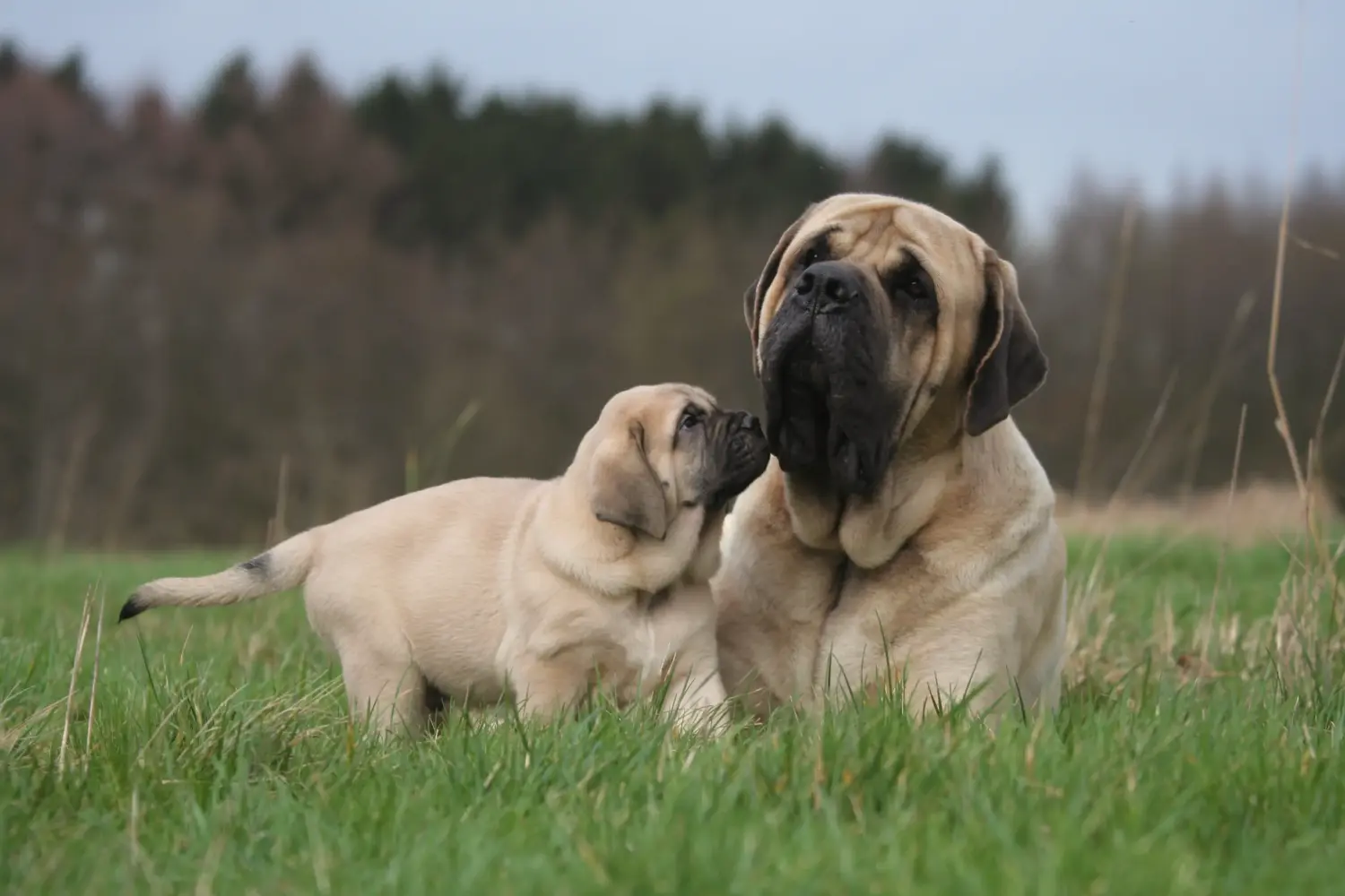 Einen Mastiff Welpen zu kaufen, bedeutet Verantwortung zu übernehmen! Mastiff Welpen kaufen.