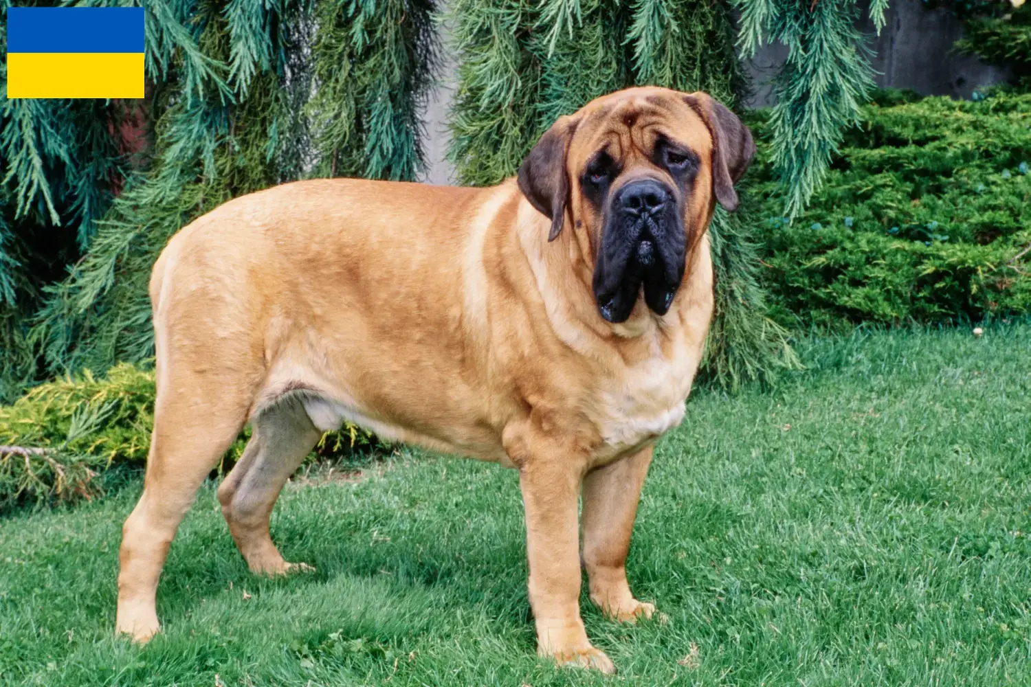 Mastiff Welpen und Züchter Ukraine Hier findest Du Mastiffs Züchter in der Ukraine.