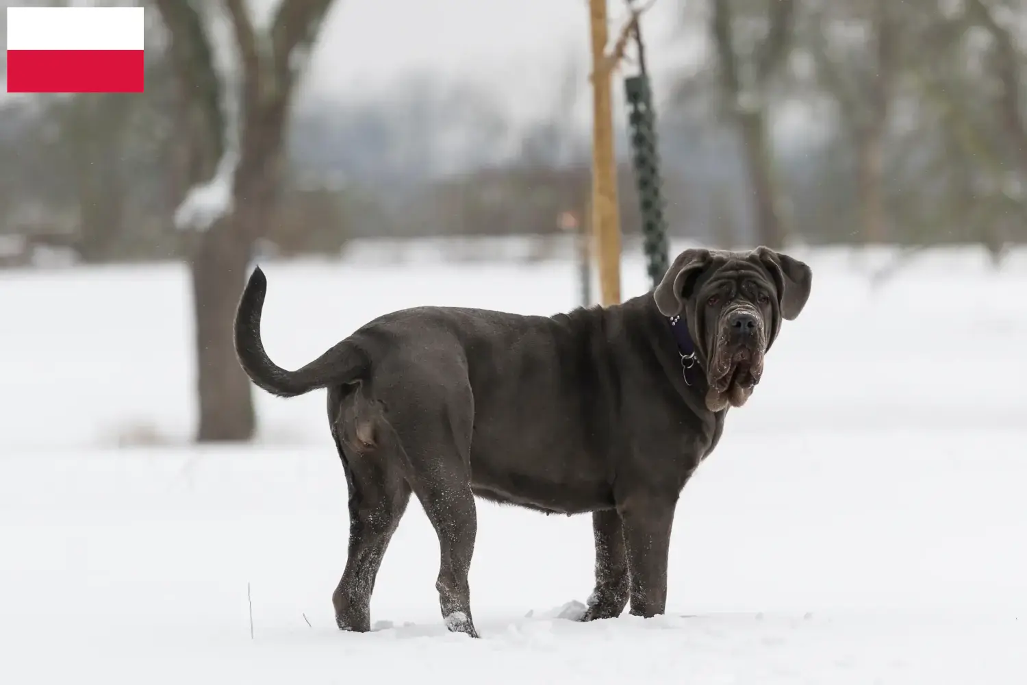 Mastino Napoletano Welpen und Züchter Polen Hier findest Du Mastino Napoletanos Züchter in Polen.