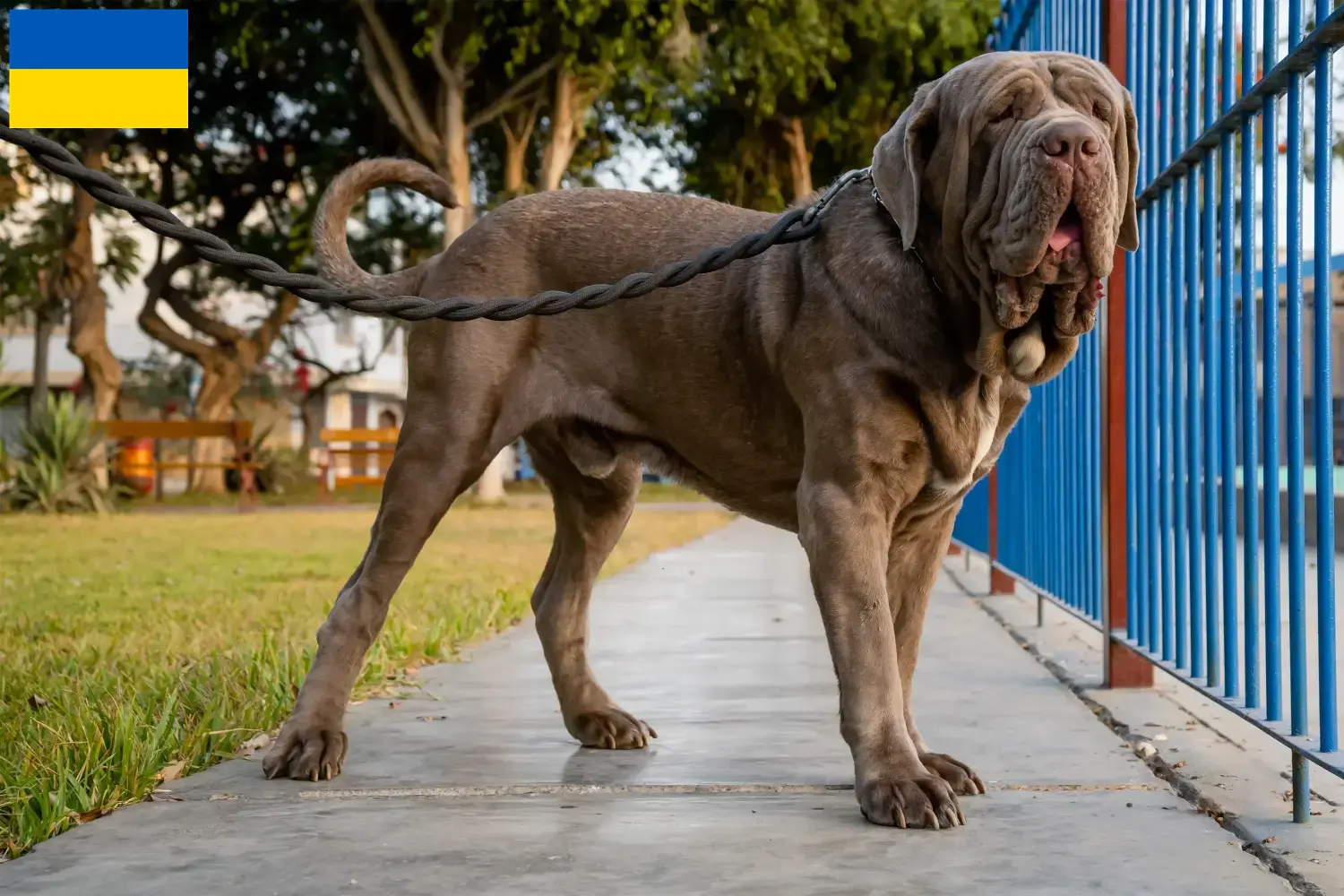 Mastino Napoletano Welpen und Züchter Ukraine Hier findest Du Mastino Napoletanos Züchter in der Ukraine.