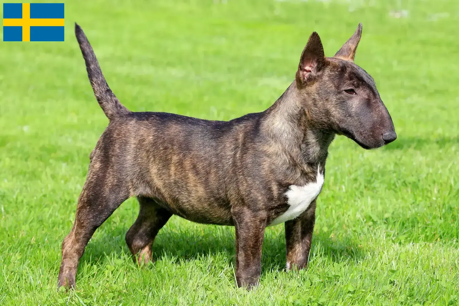 Miniature Bull Terrier Welpen und Züchter Schweden Hier findest Du Miniature Bull Terrier Züchter in Schweden.