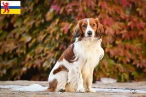 Mehr über den Artikel erfahren Nederlandse Kooikerhondje Züchter und Welpen in Limburg