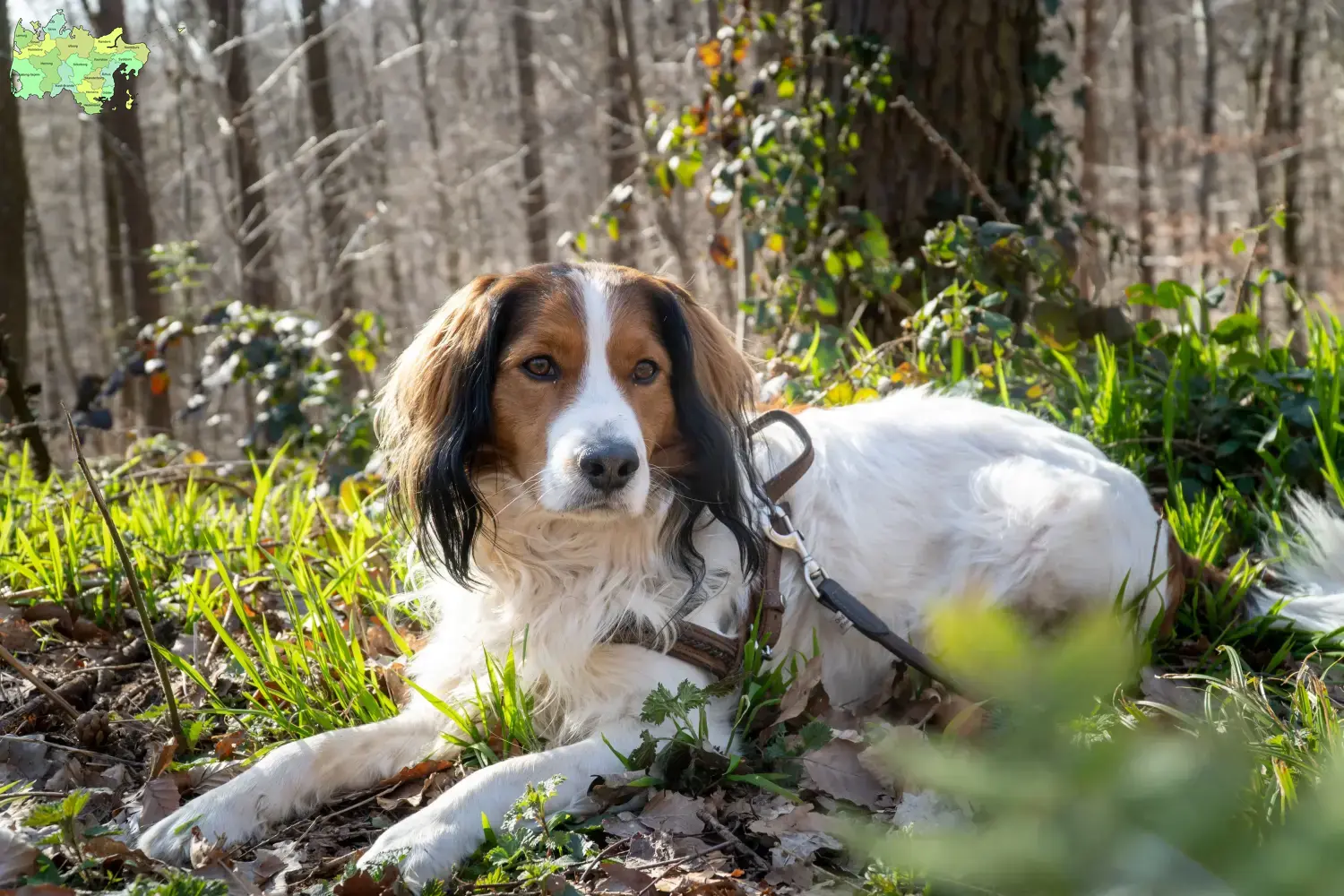 Nederlandse Kooikerhondje Welpen und Züchter Midtjylland Hier findest Du Nederlandse Kooikerhondje Züchter in Midtjylland.