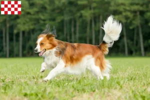 Mehr über den Artikel erfahren Nederlandse Kooikerhondje Züchter und Welpen in Nordbrabant