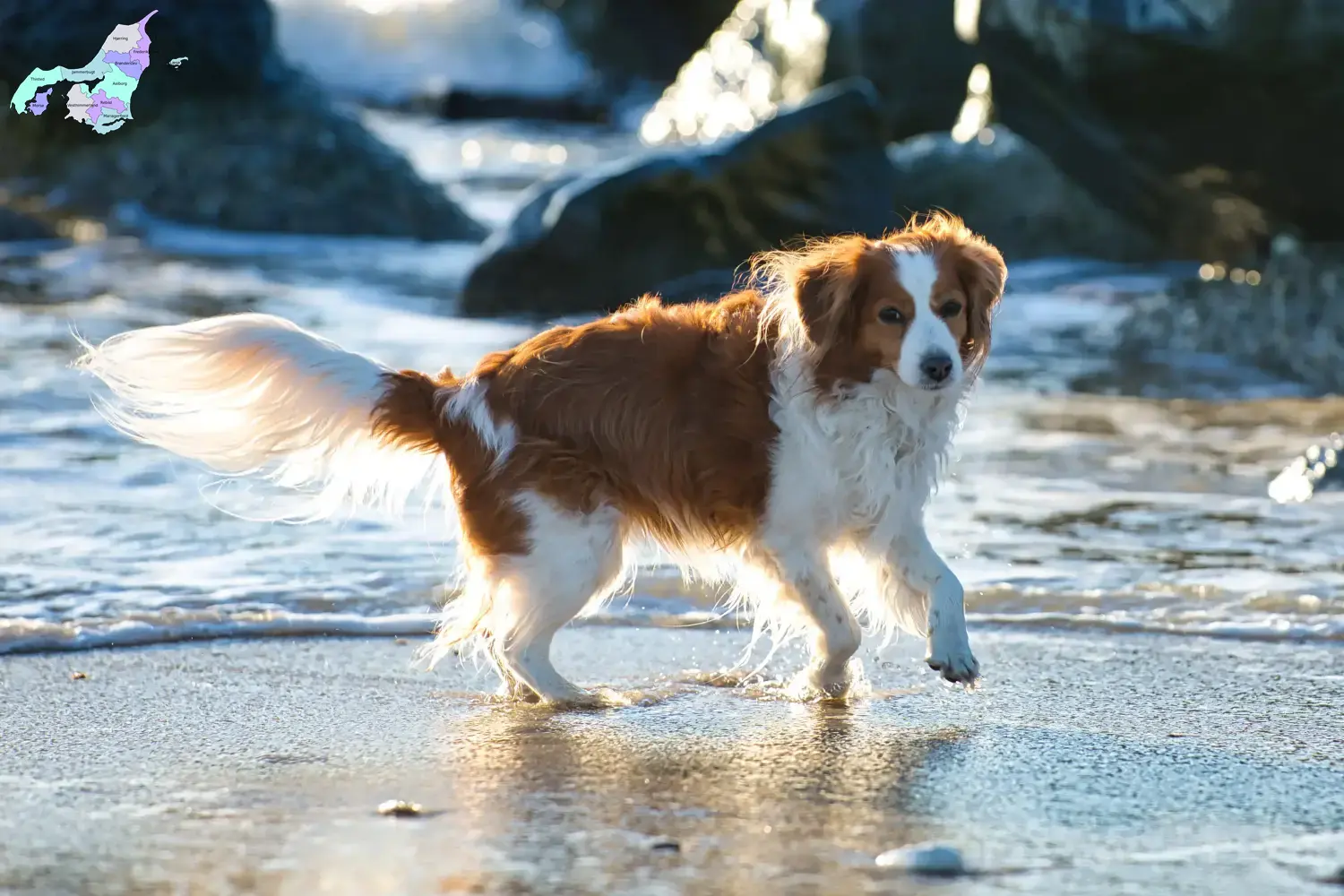 Nederlandse Kooikerhondje Welpen und Züchter Nordjylland Hier findest Du Nederlandse Kooikerhondje Züchter in Nordjylland.