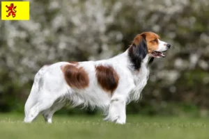 Mehr über den Artikel erfahren Nederlandse Kooikerhondje Züchter und Welpen in Südholland