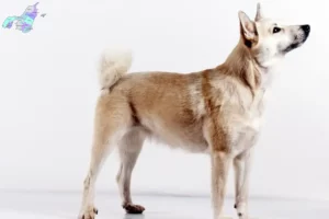 Mehr über den Artikel erfahren Norwegischer Buhund Züchter und Welpen in Nordjylland