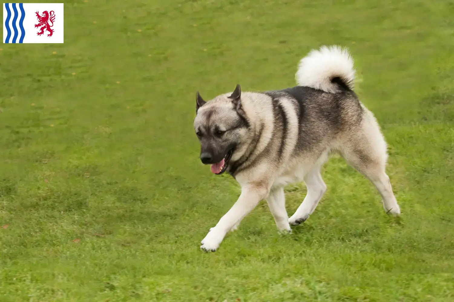 Norwegischer Buhund Welpen und Züchter Nouvelle-Aquitaine Hier findest Du Norwegische Buhunde Züchter in Nouvelle-Aquitaine.