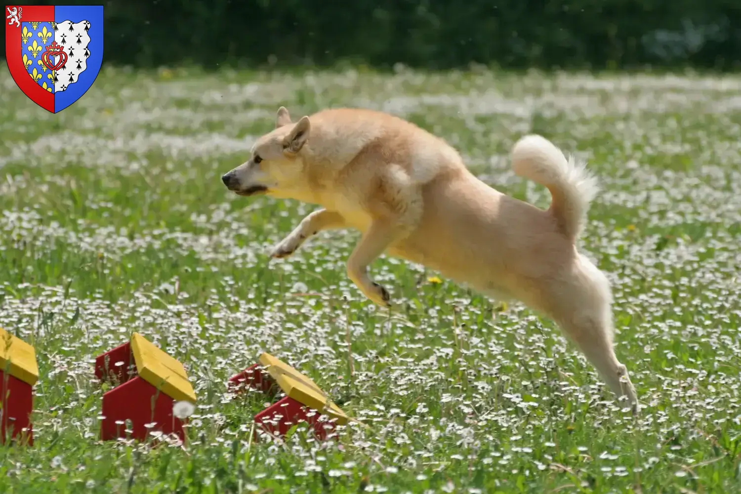 Norwegischer Buhund Welpen und Züchter Pays de la Loire Hier findest Du Norwegische Buhunde Züchter in Pays de la Loire.