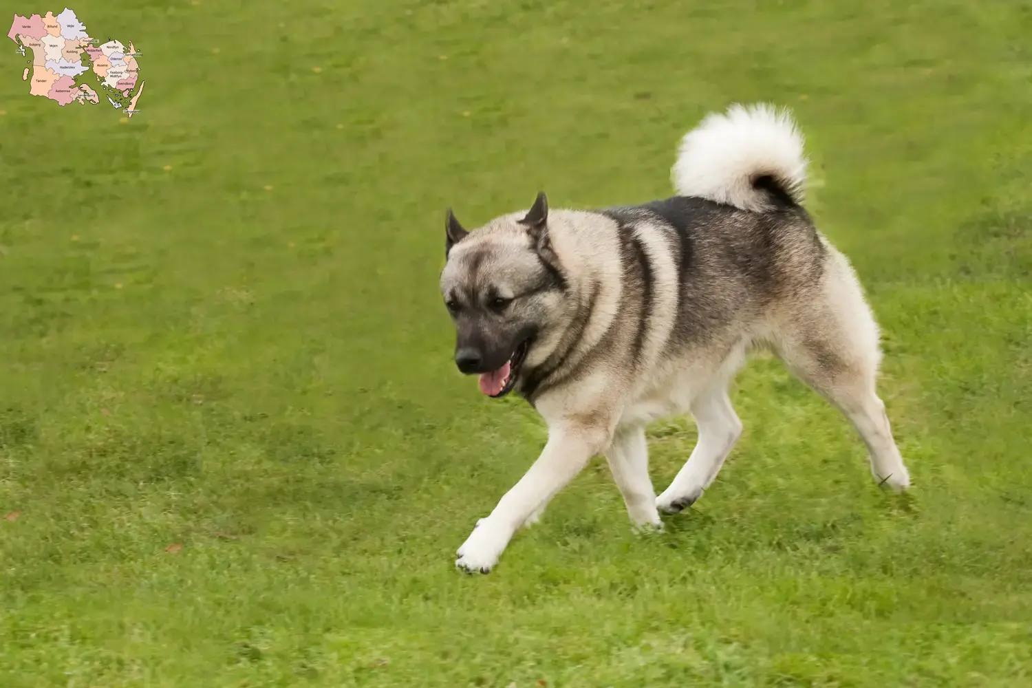 Norwegischer Buhund Welpen und Züchter Syddanmark Hier findest Du Norwegische Buhunde Züchter in Syddanmark.