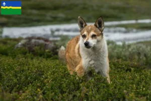 Mehr über den Artikel erfahren Norwegischer Lundehund Züchter und Welpen in Flevoland